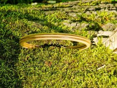 Dřevěný náramek 1